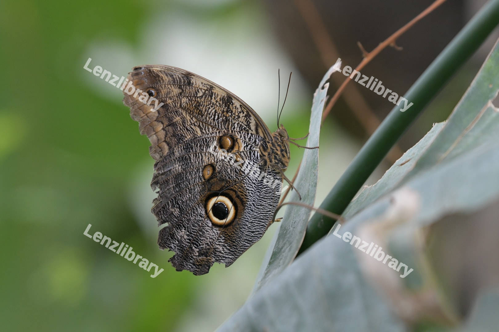 Owl Butterfly